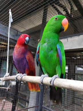 Bali Wildlife Rescue Center